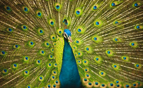 The Peacock’s Tail Isn’t Such A Drag After All