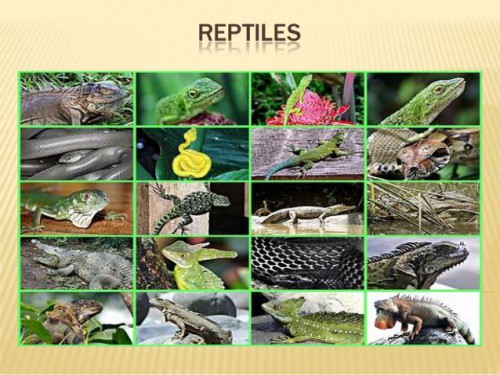 ¿Por qué la cola de algunos reptiles vuelve a crecer?