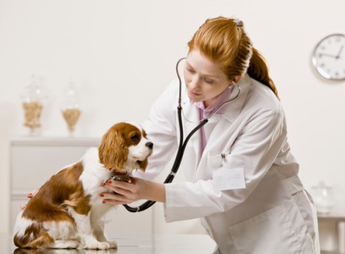 Questions and Answers about Ebola and Pets