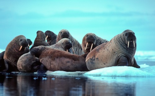 This Week In Science: Walruses Invade, Cyanide Clouds, And A Surprising Discovery On The Moon