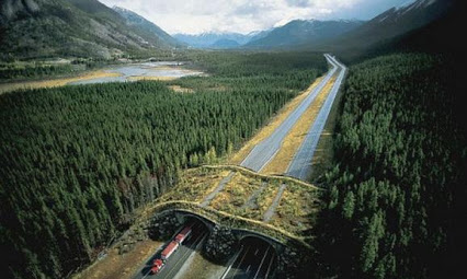 Five Crazy Bridges for Animals