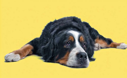 Smart Reads: Laurel Braitman’s ‘Animal Madness’