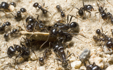 The Ant Cemetery