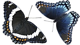 Are These Butterflies The Same?
