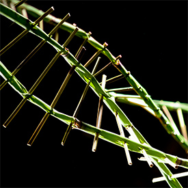 Hacking Life’s Code: Watch ‘Designer Genes’