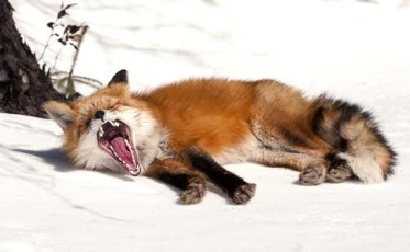 Getting Sleep In The Wild