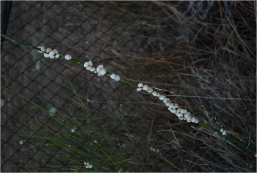 Did I ever tell you how exciting snails are?