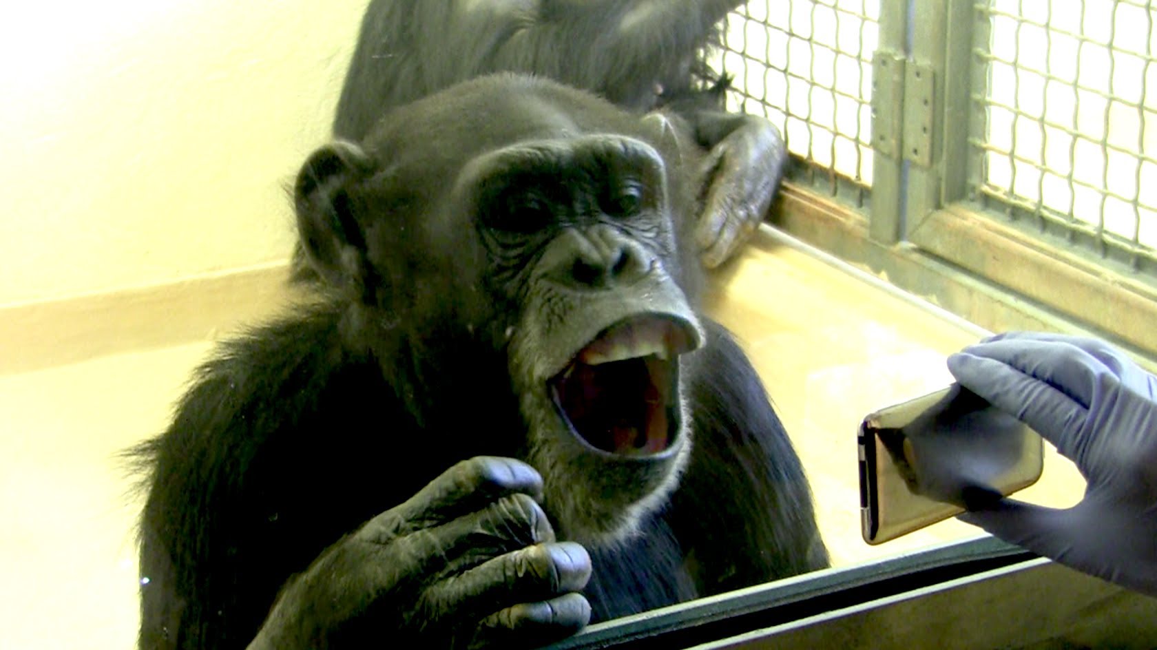 Why Is Yawning Contagious? – Instant Egghead #52