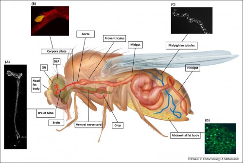 Sex Differences in Stress Responses