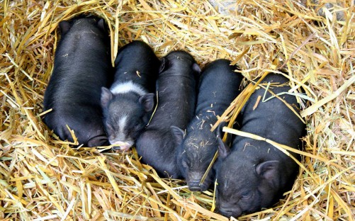 Empatía en los cerdos