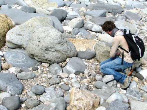 Los vegetales resisten mejor las extinciones masivas que los animales