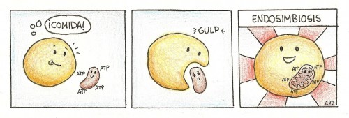 La historia de la mitocondria ladrona