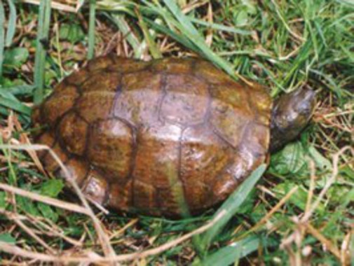 Las hembras de galápago leproso son más precavidas durante el embarazo