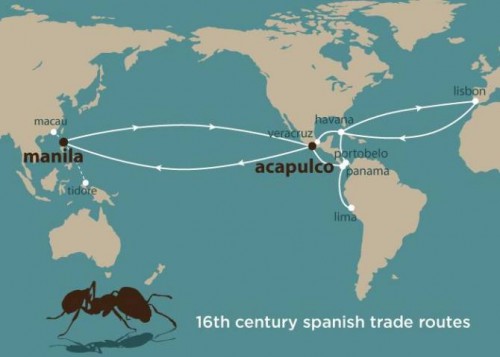 Las hormigas que se extendieron por diversas partes del mundo en galeones españoles del siglo XVI