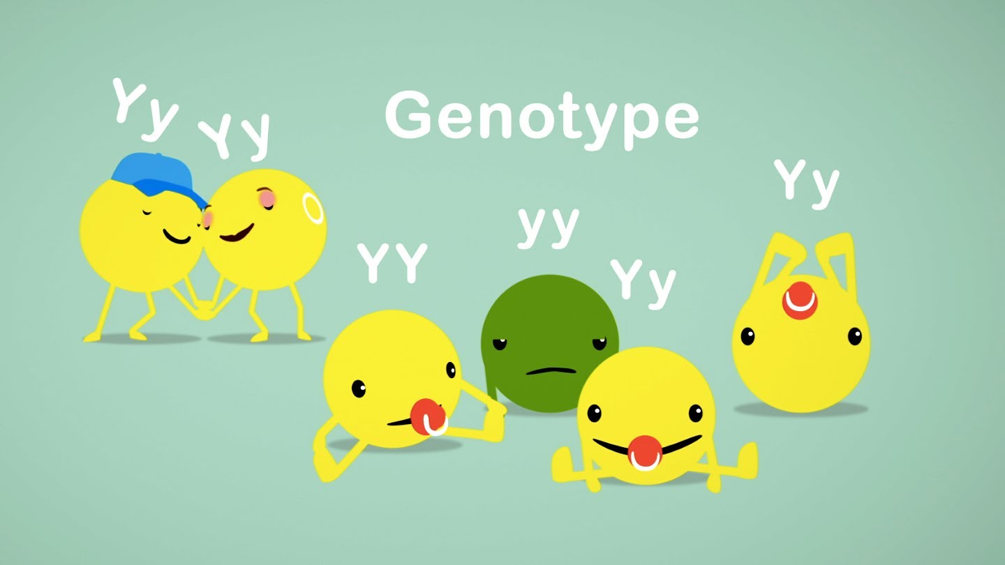 How Mendel’s pea plants helped us understand genetics – Hortensia Jiménez Díaz