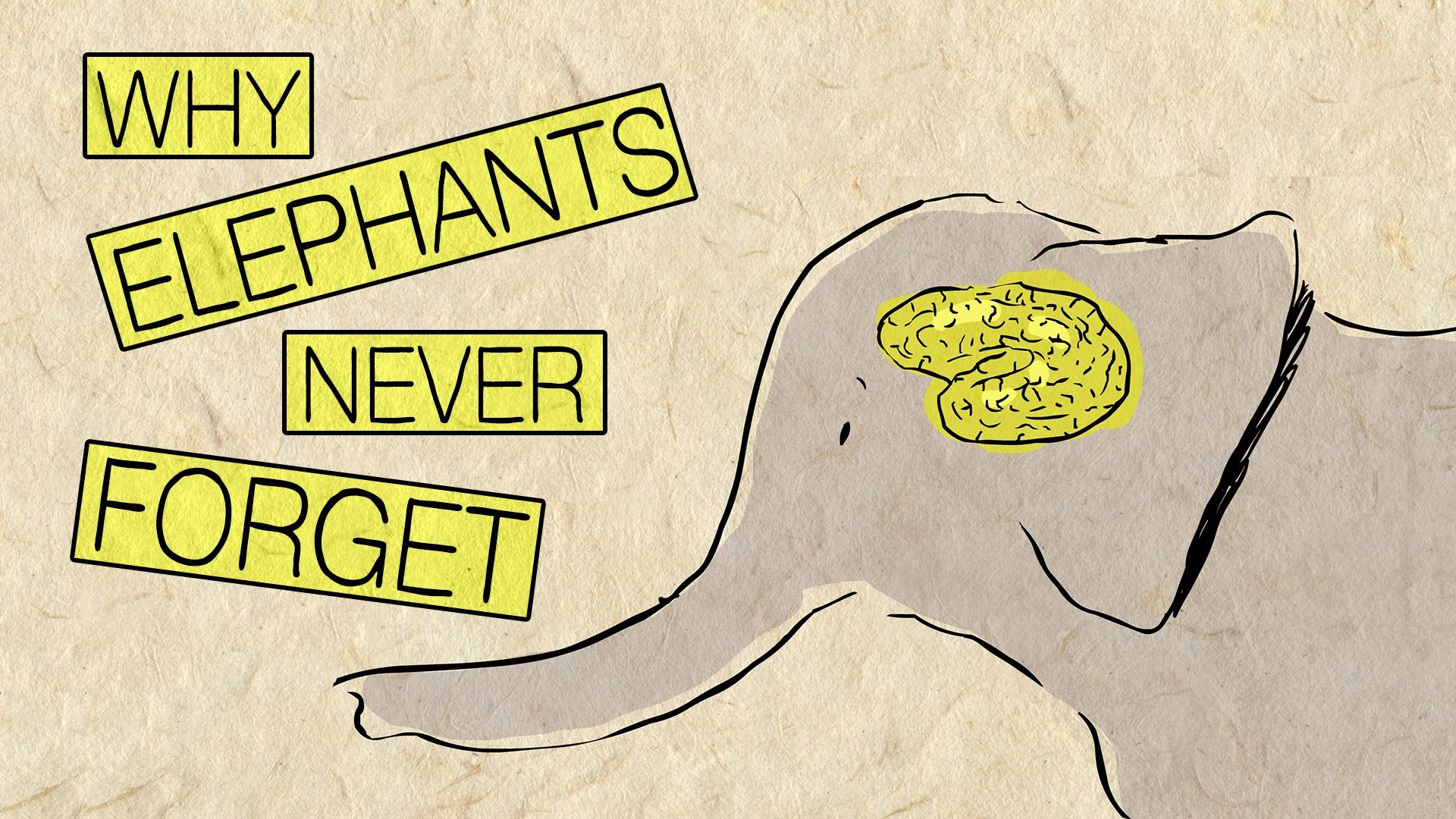 Why elephants never forget – Alex Gendler