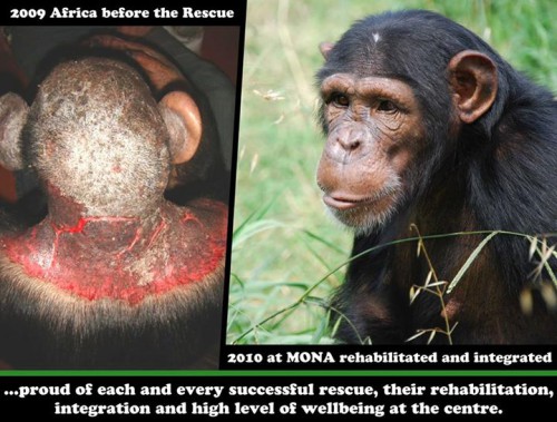 Humanizando chimpancés: Salud mental y bienestar en primates no humanos