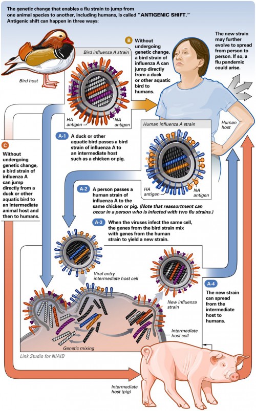 Influenza y evolución