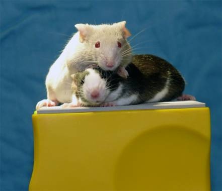 Las alteraciones en el ciclo de sueño provocan obesidad y cáncer en ratones