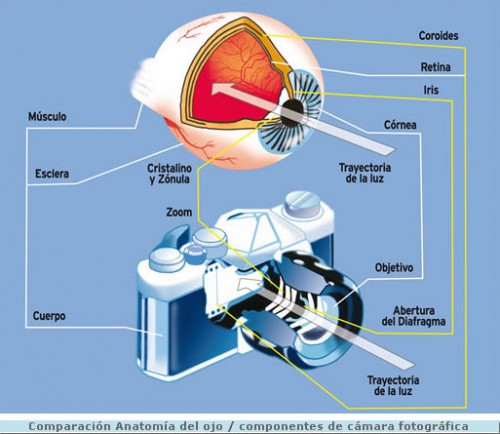 El microbio con ojos