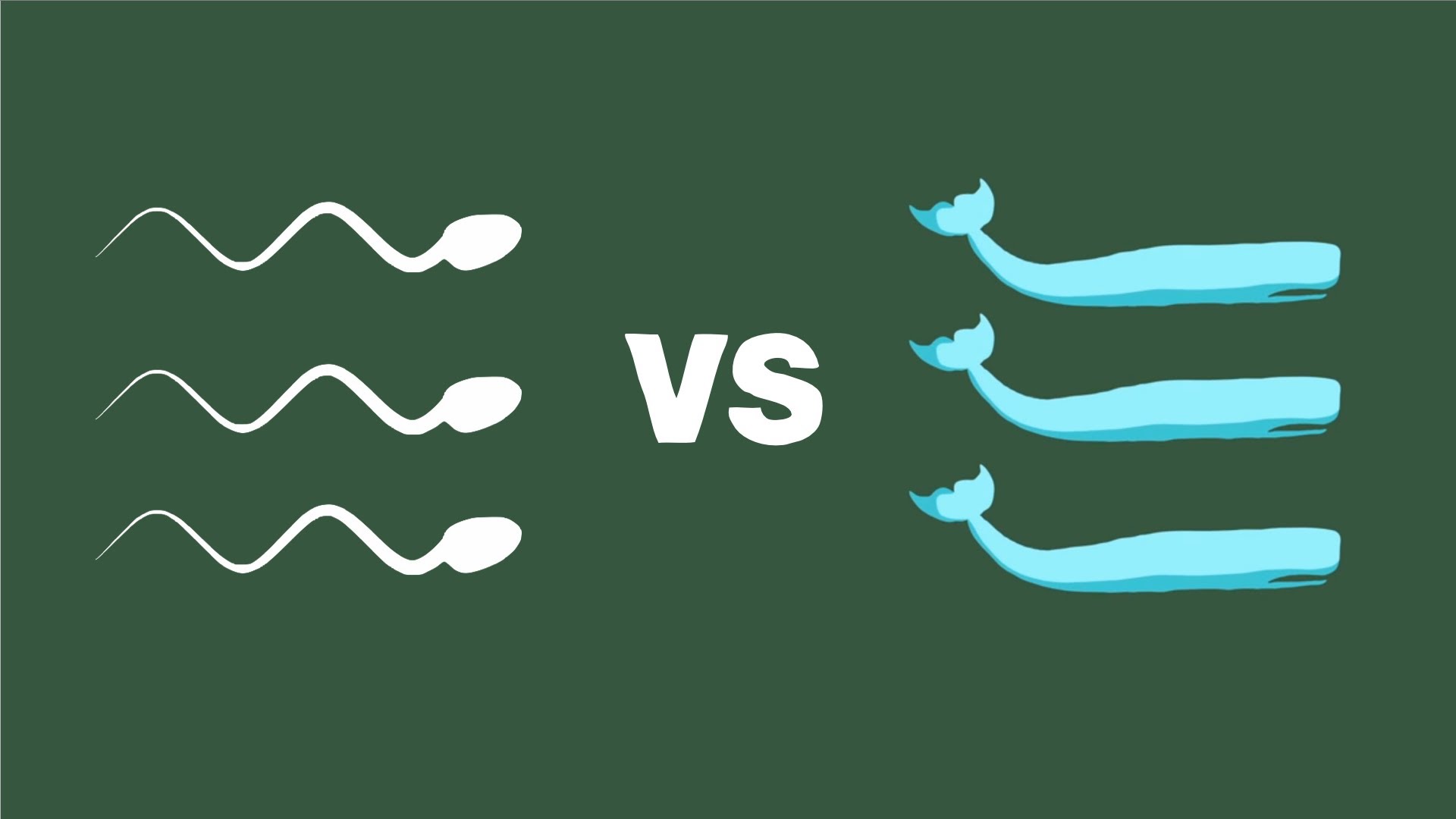 The physics of sperm vs. the physics of sperm whales – Aatish Bhatia