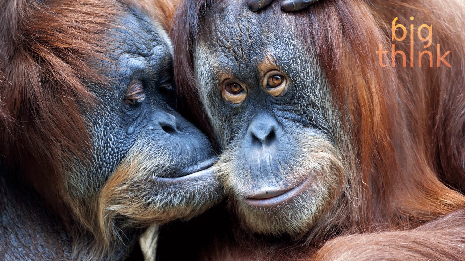 The Science of Compassion: Kindness Is a Fundamental Human Trait