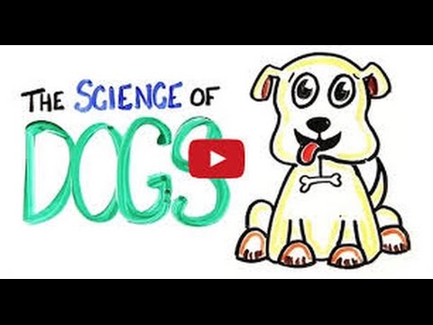 The science of dogs