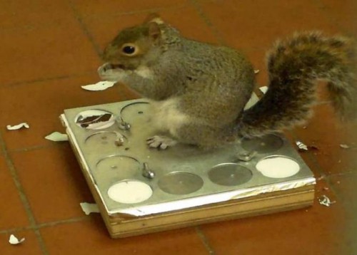 Ardillas con gran capacidad de aprendizaje rápido