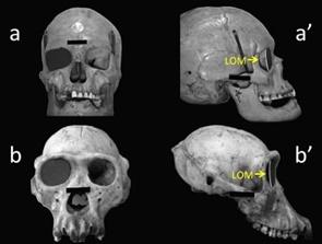 ¿Cómo evolucionó la visión periférica del hombre?