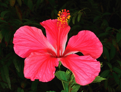 Estos son los lugares de expansión de las plantas exóticas