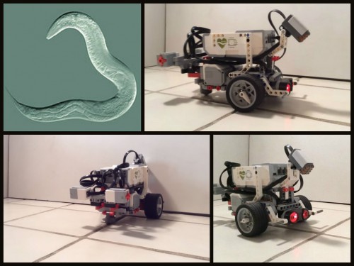 La inmortalidad del… gusano