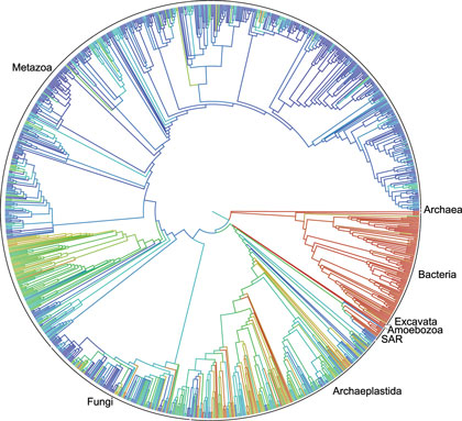 Primer borrador del árbol de la vida con 2,3 millones de especies