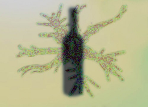 Neuronas ligadas al gusto por el alcohol