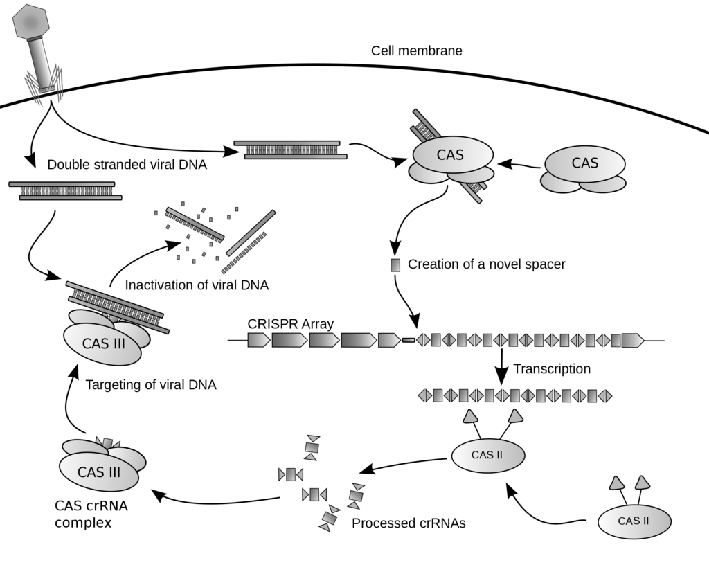 Así funciona CRISPR, la revolucionaria herramienta de edición de ADN