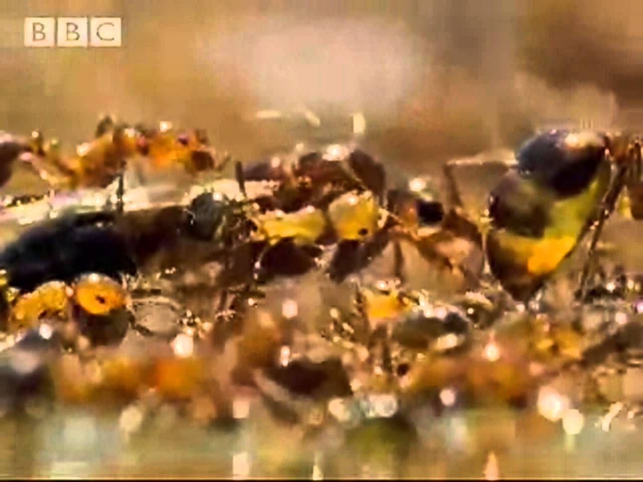 Ants create a lifeboat in the Amazon jungle – BBC wildlife