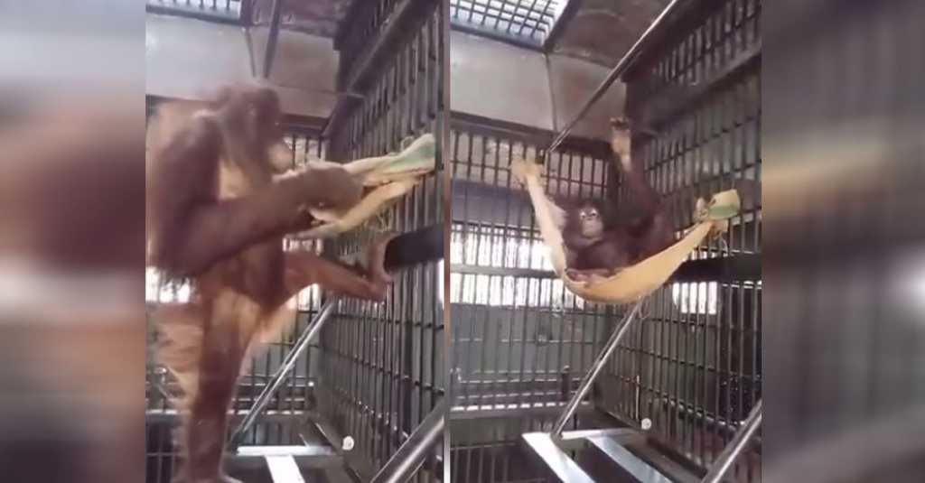 Orangutan builds a hammock