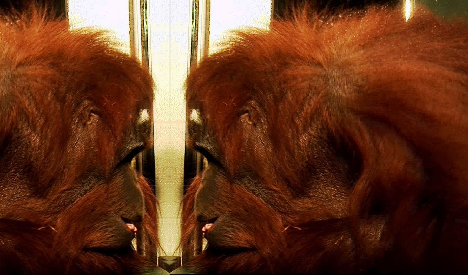 Orangutan recognises himself! – Extraordinary Animals – Earth