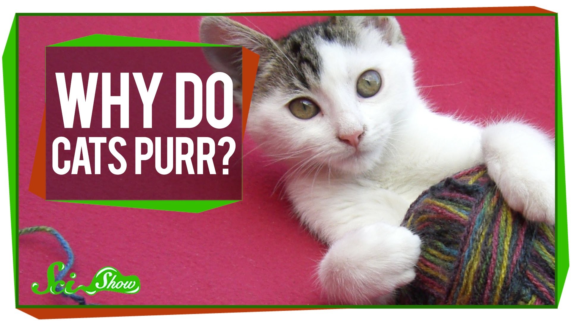 Why Do Cats Purr?