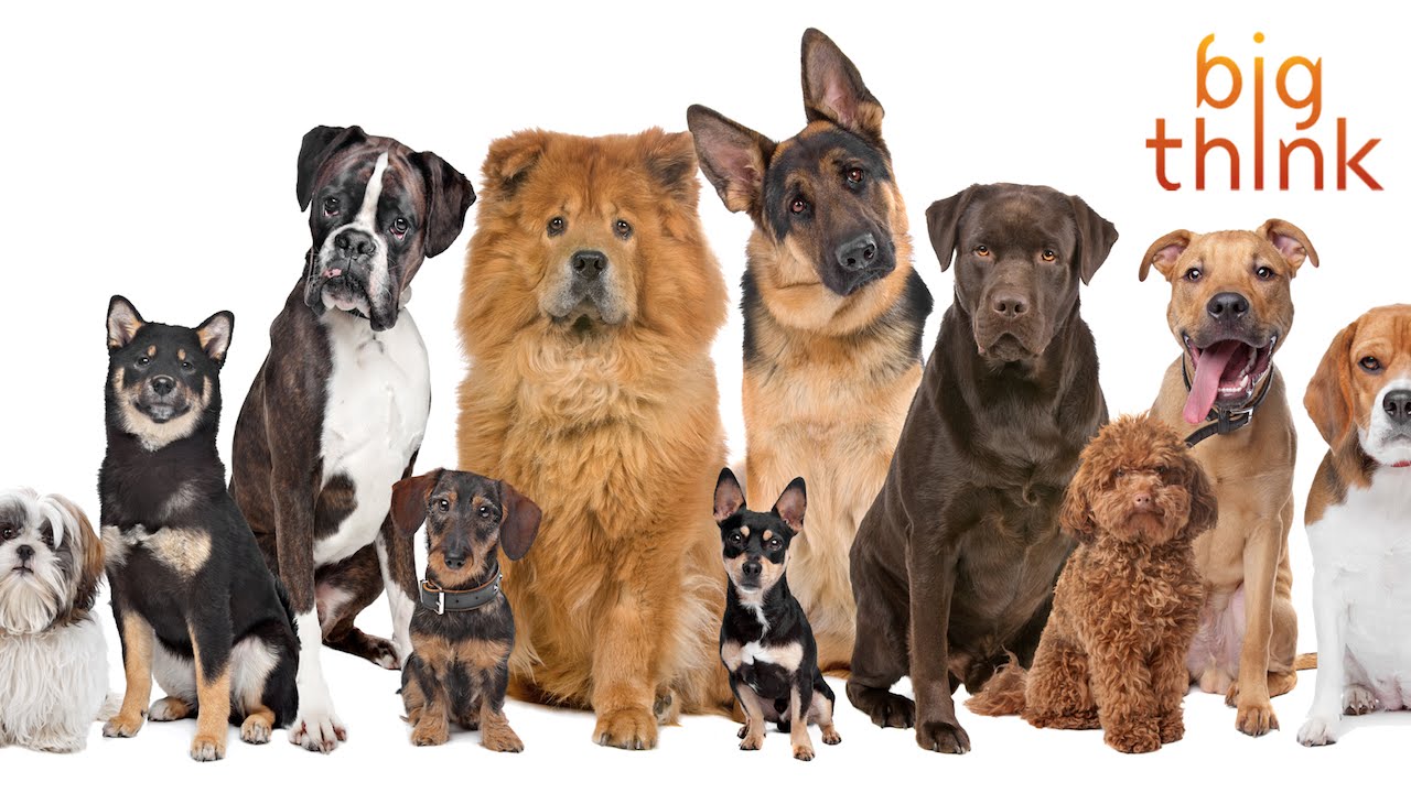 Bill Nye Talks Dogs and Explores the Lessons of Canine Evolution