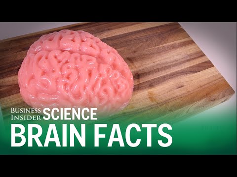 9 crazy facts about the brain