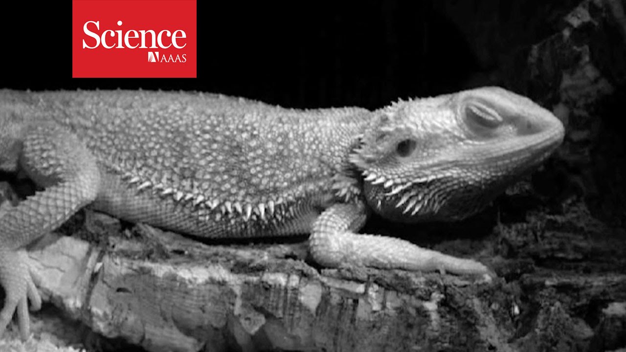 Lizards have REM sleep too