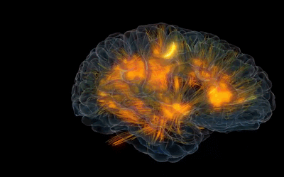 Nuestra ventaja neuronal