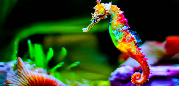 ¿La ciencia de los caballos de mar?