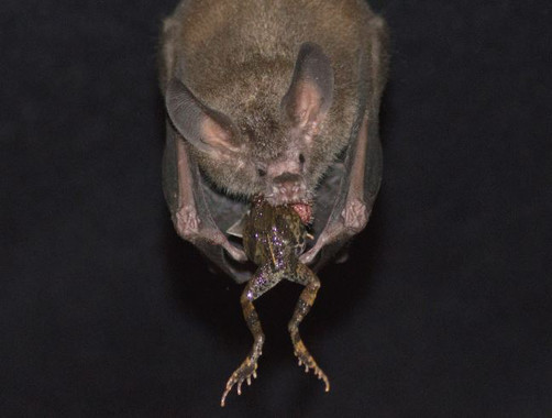 El ruido humano obliga a este murciélago a cambiar de táctica para cazar