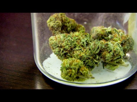 Cannabis capitalists: the business leaders hoping for a marijuana boom