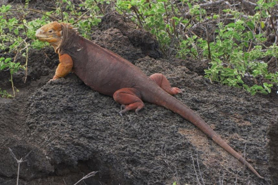 Las iguanas se alían con las plantas de las Galápagos