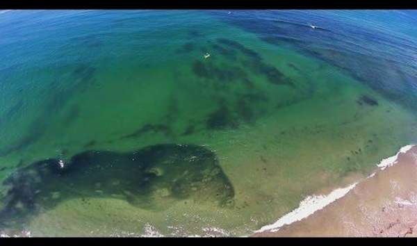 See this terrifying swarm of sardines take over the San Diego shoreline