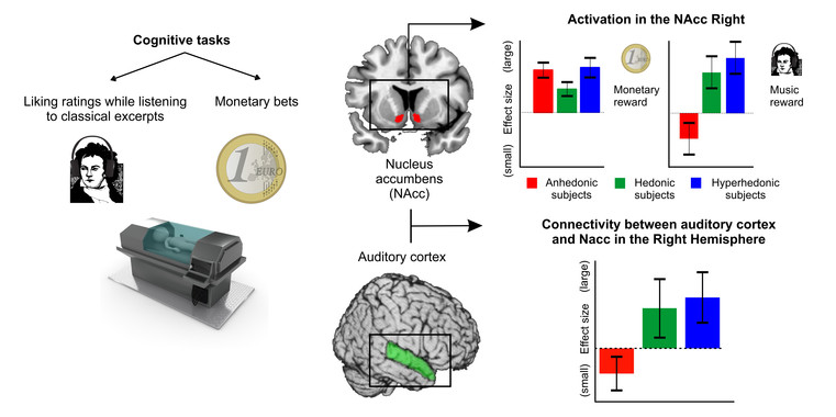 ¿Qué mecanismos cerebrales explican la falta de sensibilidad a la música?