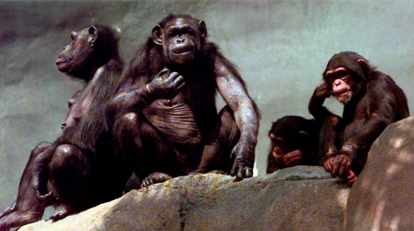 Aparecen por primera vez signos de Alzheimer en chimpancés