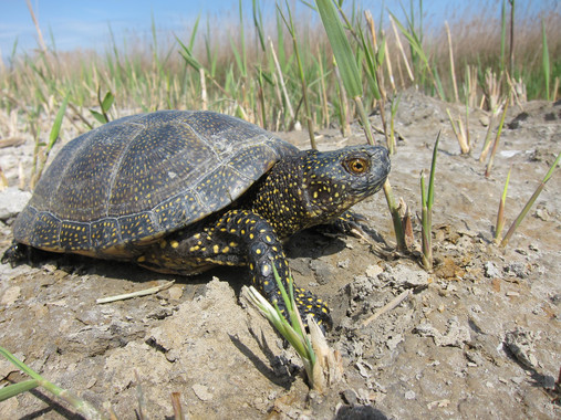 Los galápagos que crecen más rápido presentan coloraciones más intensas